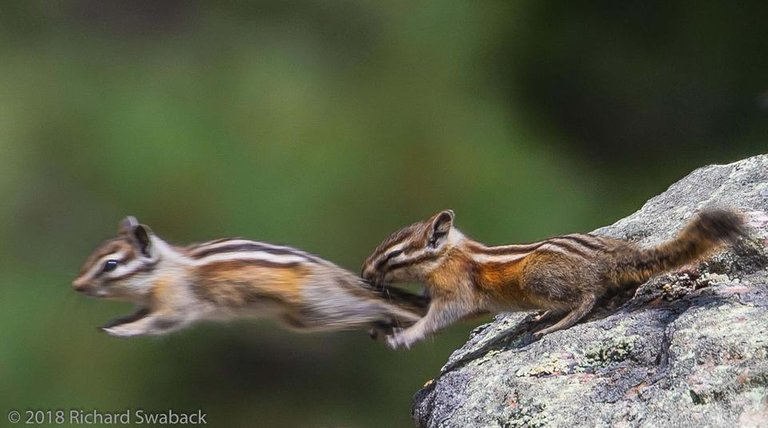 Least Chipmunks.jpg