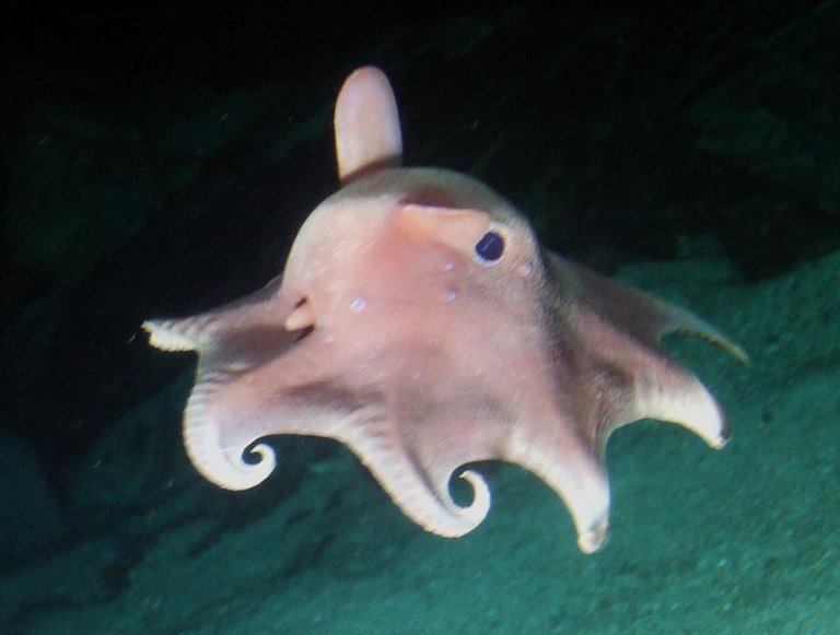 Dumbo Octopus swimming