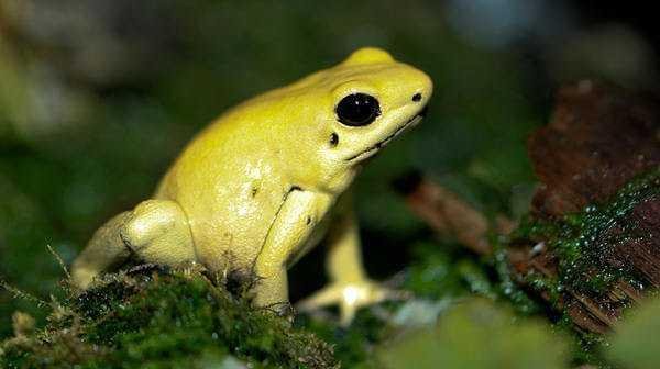 Golden_Poison_dart_frog.jpg