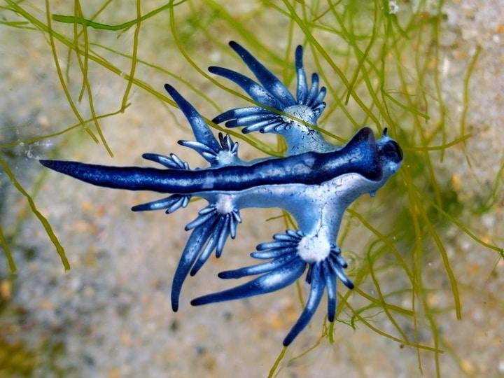 Blue-sea-slug.jpg