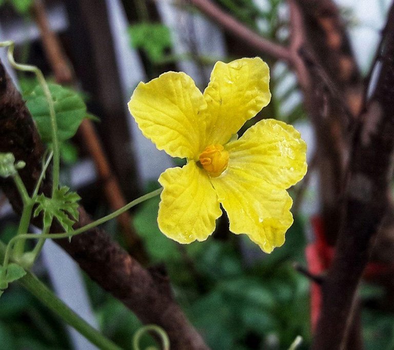 yellow flower.jpg