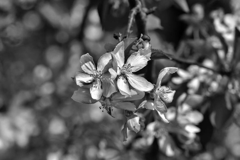 apple blossom 2bw.jpg