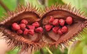 achiote onoto.jpg