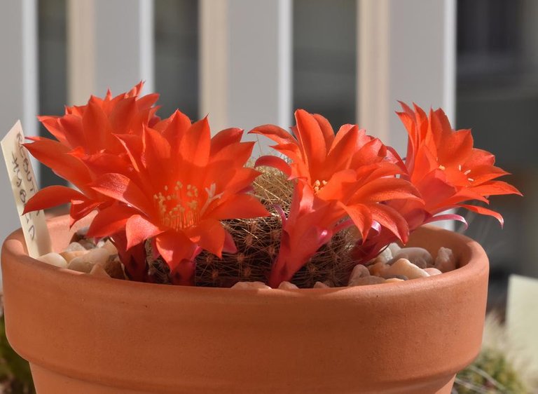 Rebutia hybrid flowers 3.jpg