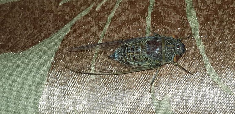 20180527_210548.jpg