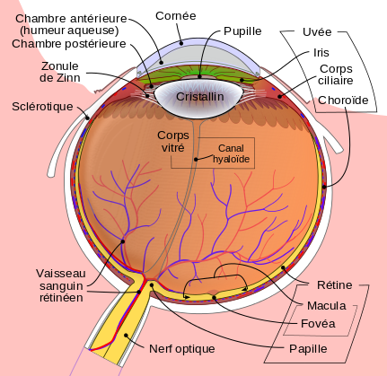 Schematic_diagram_of_the_human_eye_fr.svg.png