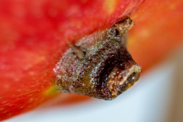 DSC_0414 fruity_macro.jpg