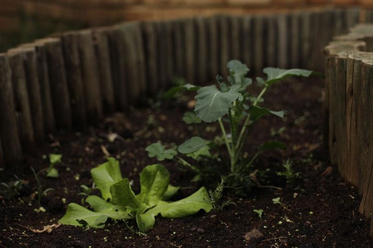 04 Aug Garden.JPG