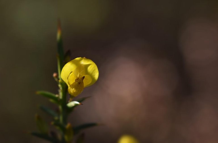 ulex gorse bush yellow bokeh.jpg