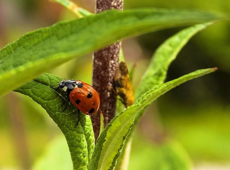 ladybug-190731_1280.jpg