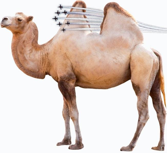 camelfly.jpg