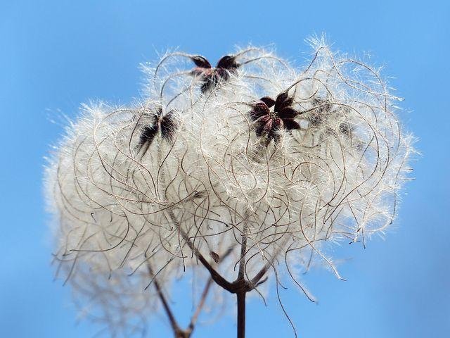 clematis-vitalba-99887__480.jpg