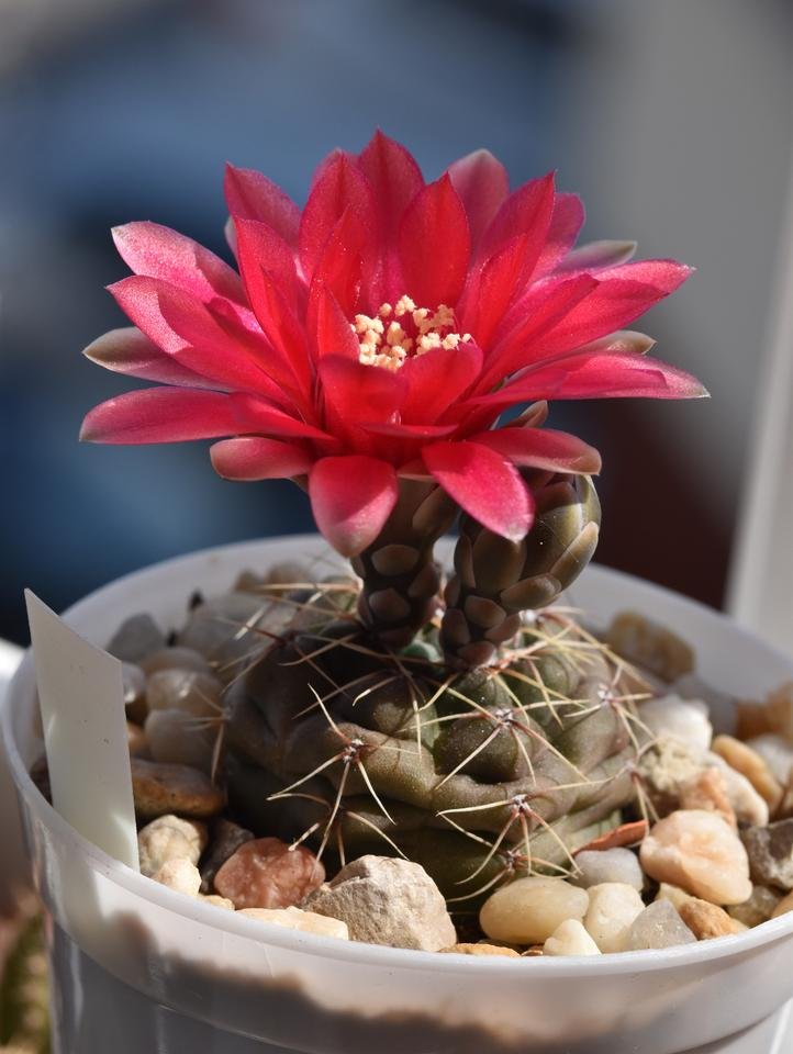 Gymnocalycium baldianum flower 5.jpg