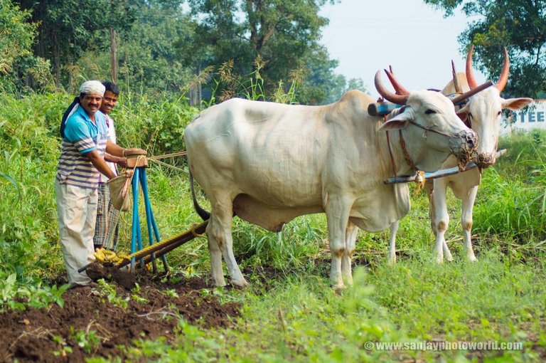 Indian_farmer_village_ox_desh_ki_dharti_3.jpg