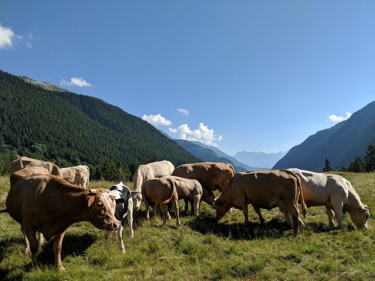cows-alps.jpg