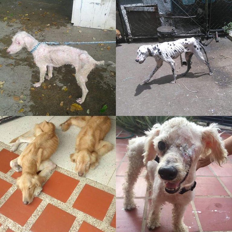 fotos perritos.jpg