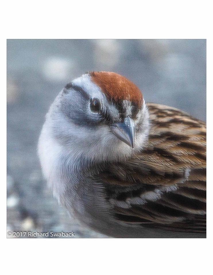 Chipping Sparrow.jpg