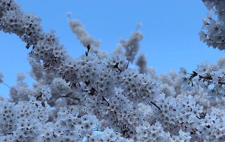 cherry blossoms