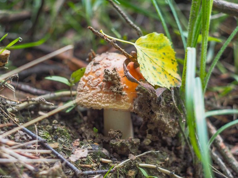 orange agaric 1.jpg
