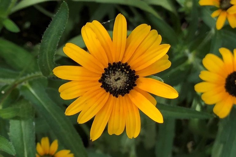 YellowFlowers2July18 .jpg