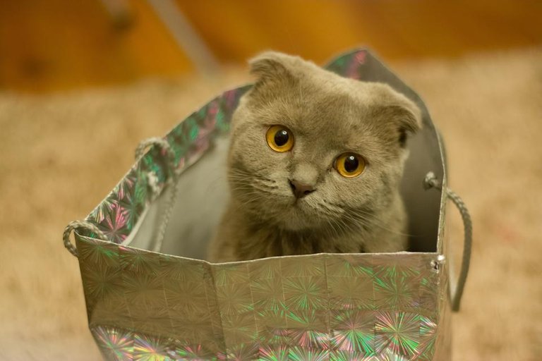 adorable animal cat in the bag.jpg