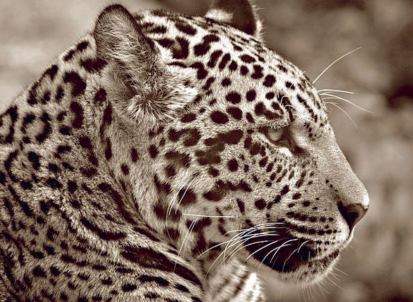 Jaguar-Sepia-Halbwchsig-Profile-Free-Image-Cat-He-1805.jpg