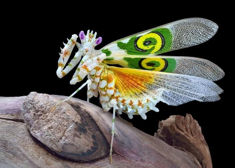 flower-mantis-1.jpeg