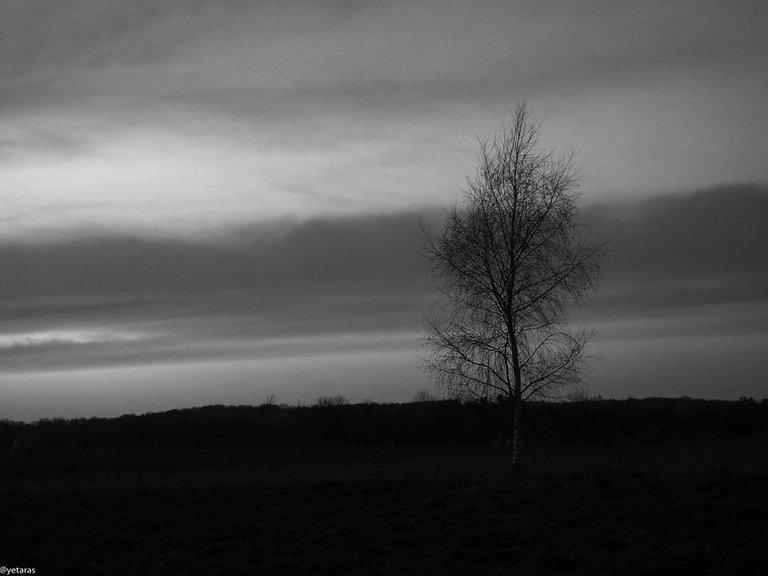 lonely birch bw.jpg