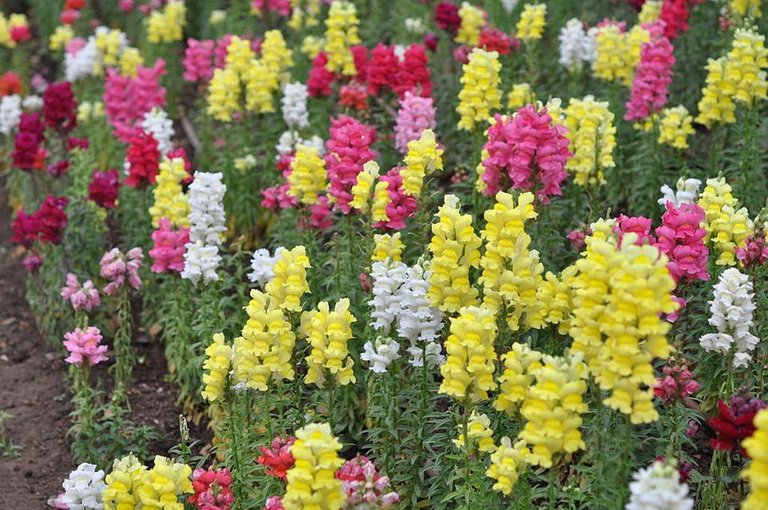 Antirrhinum_majus_Snapdragon_დევისპირა.jpg