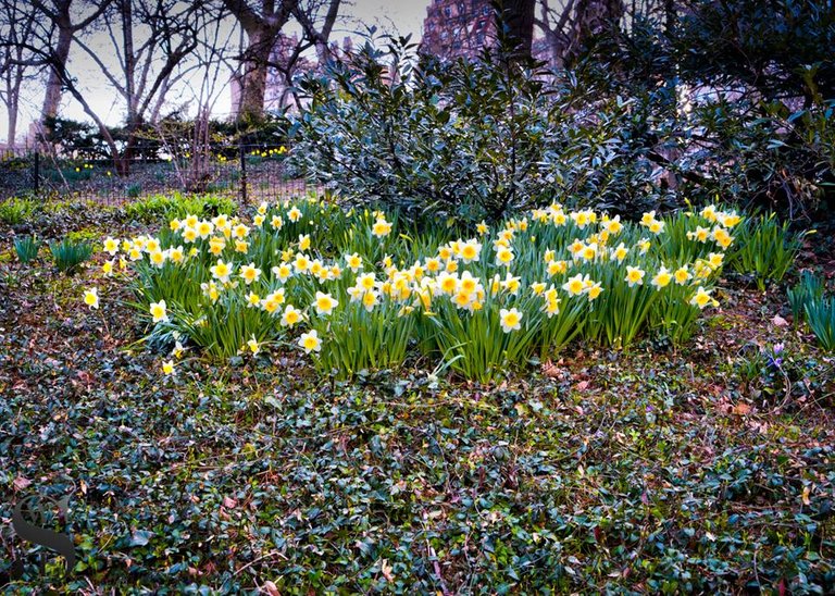 1 Signs of spring in Central park-3.jpg