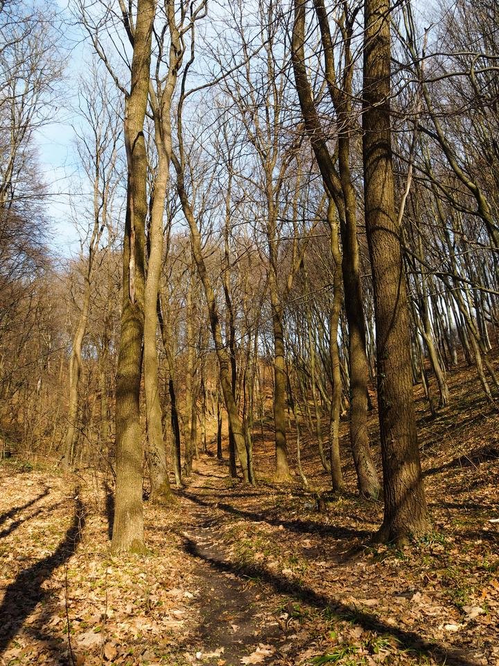 beautiful trees 2.jpg