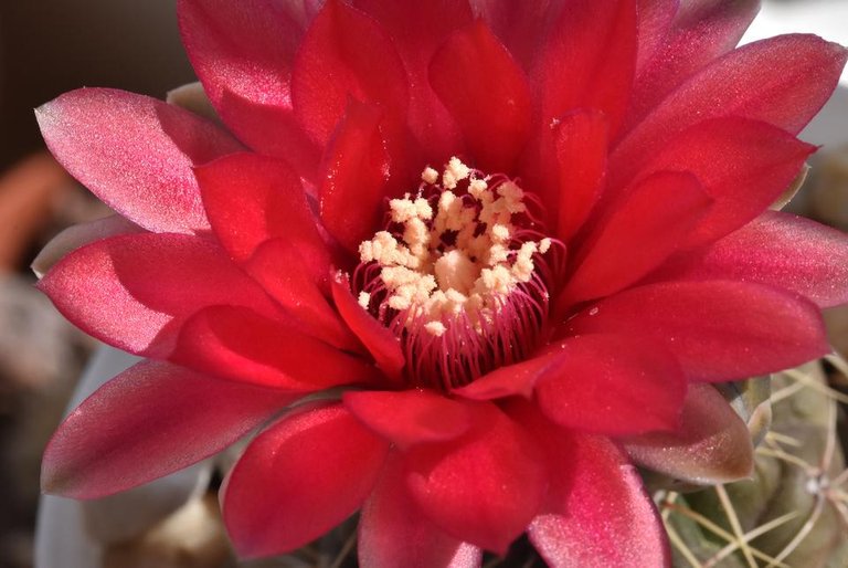 Gymnocalycium baldianum flower 4.jpg