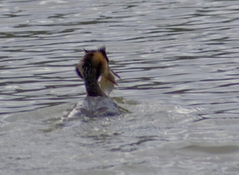 grebe with fish.jpg