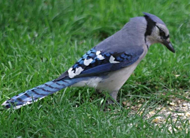 a jay 4.jpg