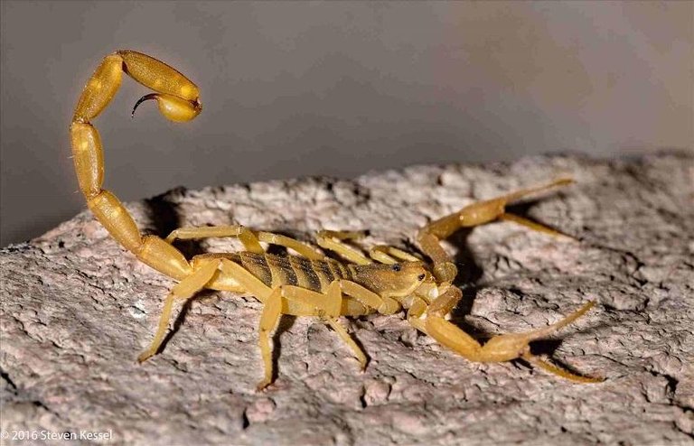 toxic-scorpion-rhpxherecom-free-Scorpion-Stinging-Someone-images.jpg