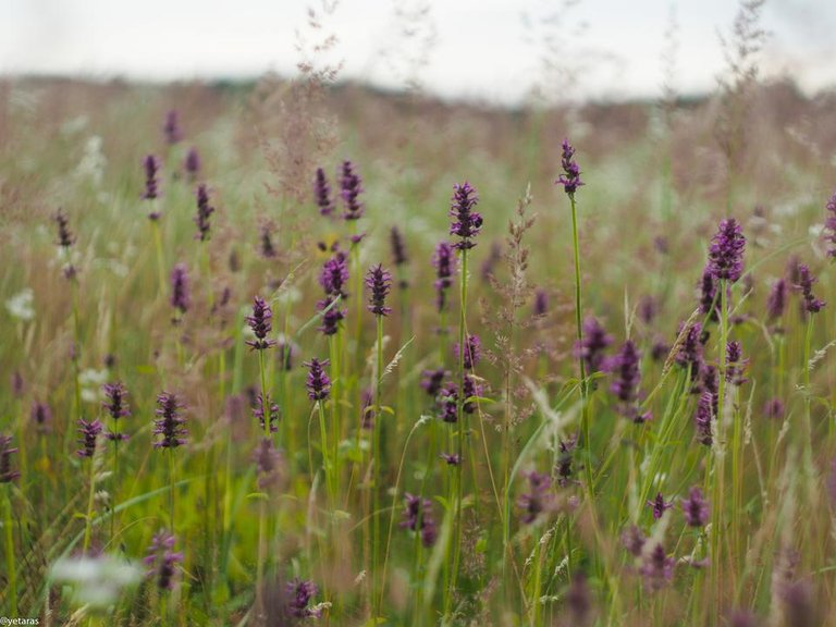 violet wild field flower 2.jpg