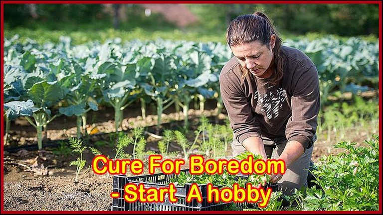 Cure For Boredom - Start a hobby.jpg