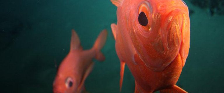 Soldierfish