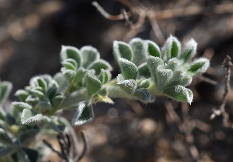 Lotus parviflorus fuzzy leaf.jpg