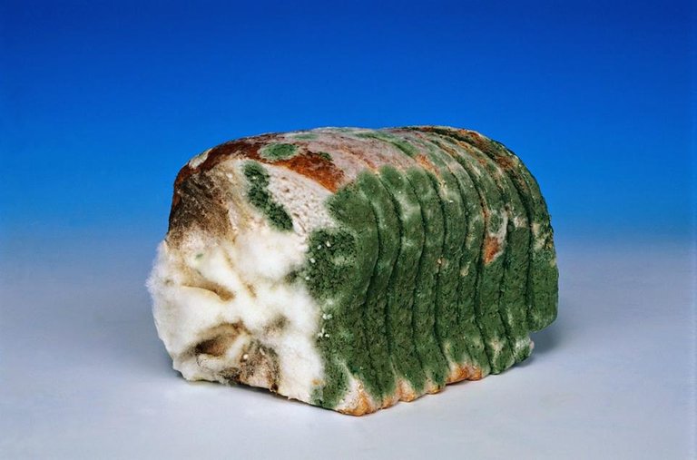 mouldy-bread-fd002575.jpg