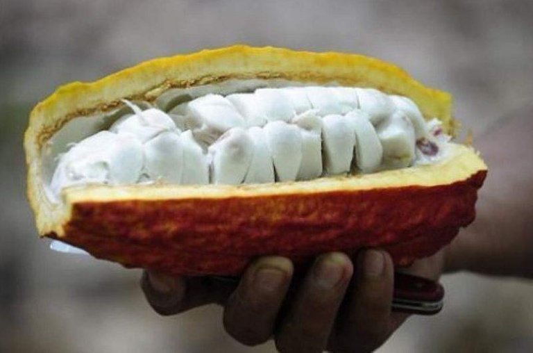 1-semilla-para-germinar-de-cacao.jpg