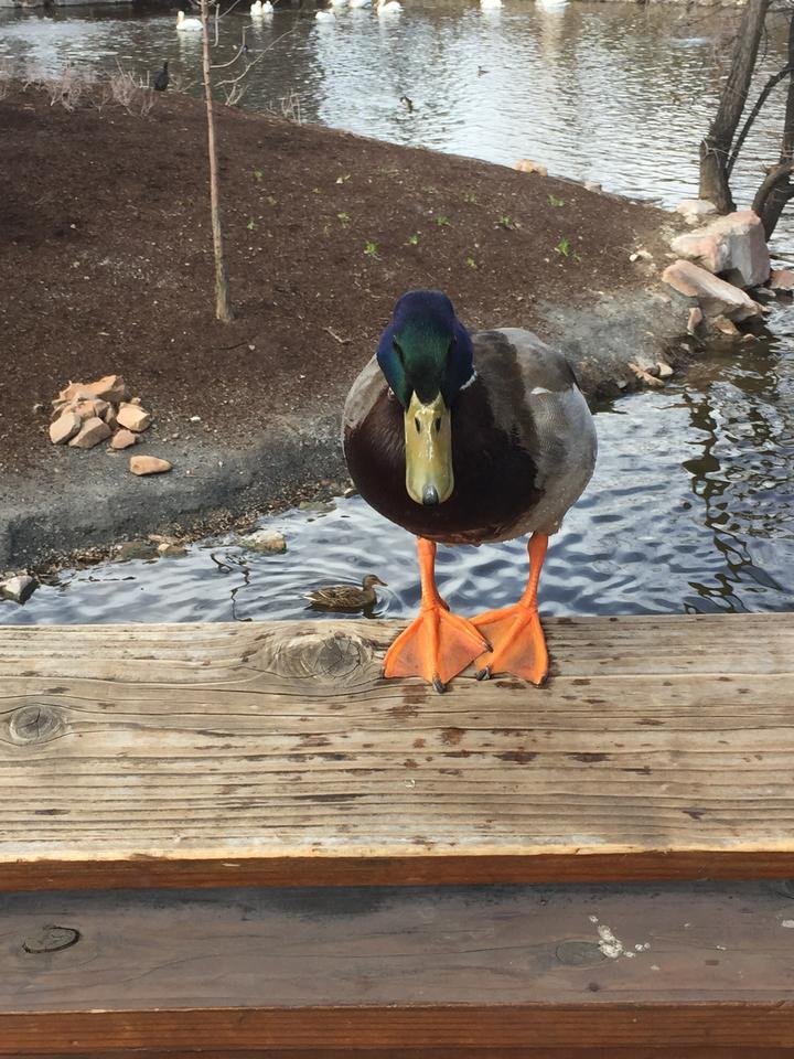 duck.jpg