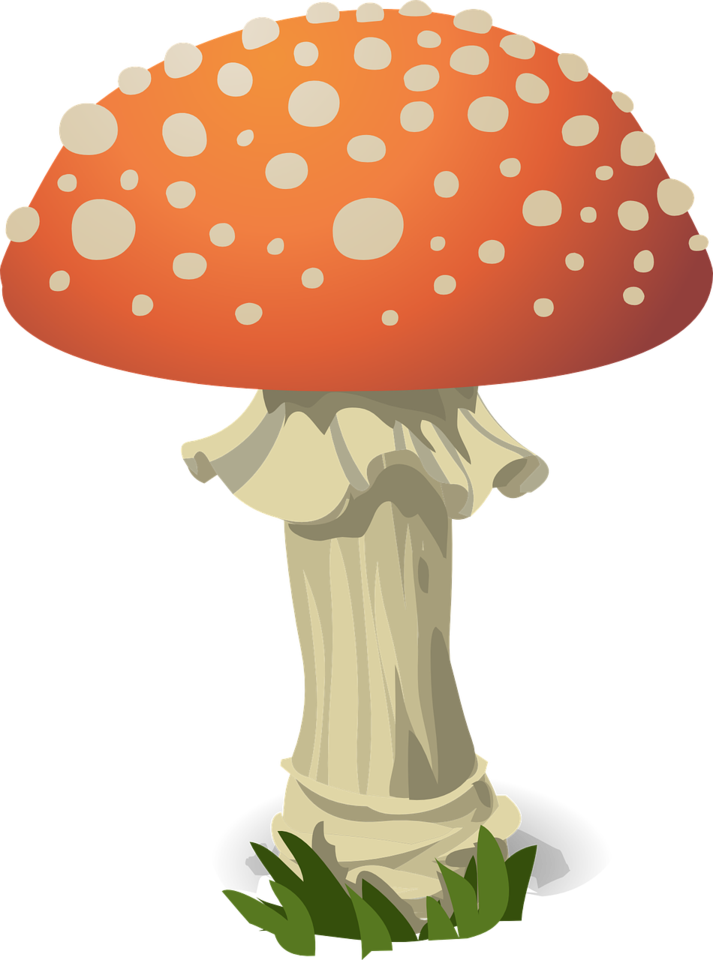 mushroom-576463_1280.png