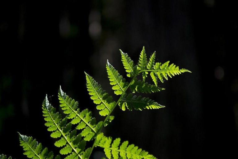 forest-2497770_1280.jpg