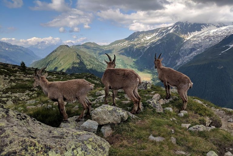 alpine-ibex-trio.jpg