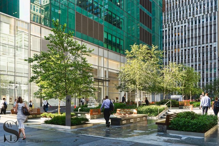 Tree Tuesday Little Park-2.jpg