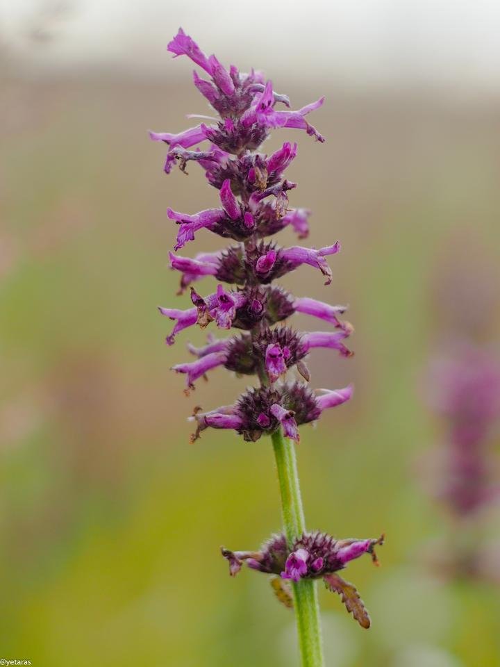 violet wild field flower 1.jpg