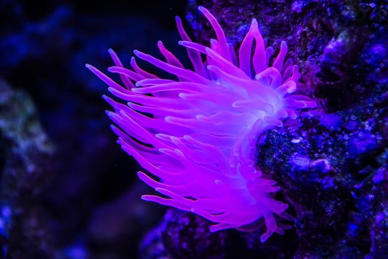 anemone tank - by steve j huggett.jpg