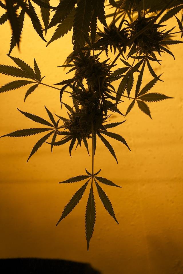 mmj-667836_1280.jpg