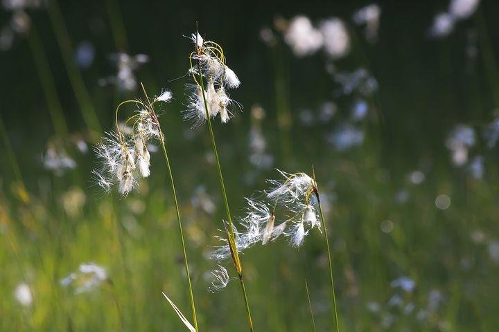 cotton-grass-3480738__480.jpg